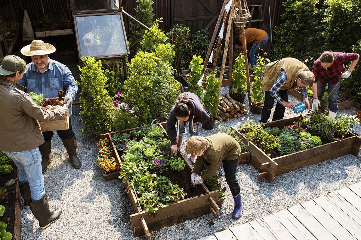 Guests picking fresh organic produce