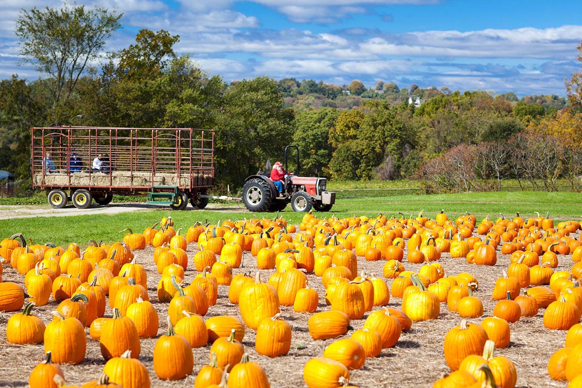The pumpkin patch and hayrides for the kids