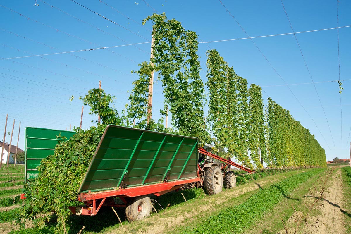 Harvester truck in the hop field