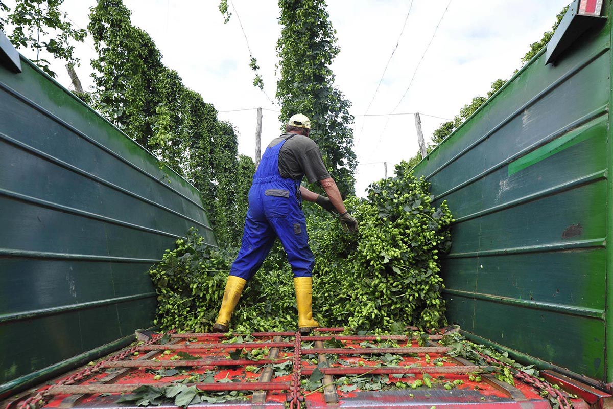 Harvesting hops in the back of a hop truck
