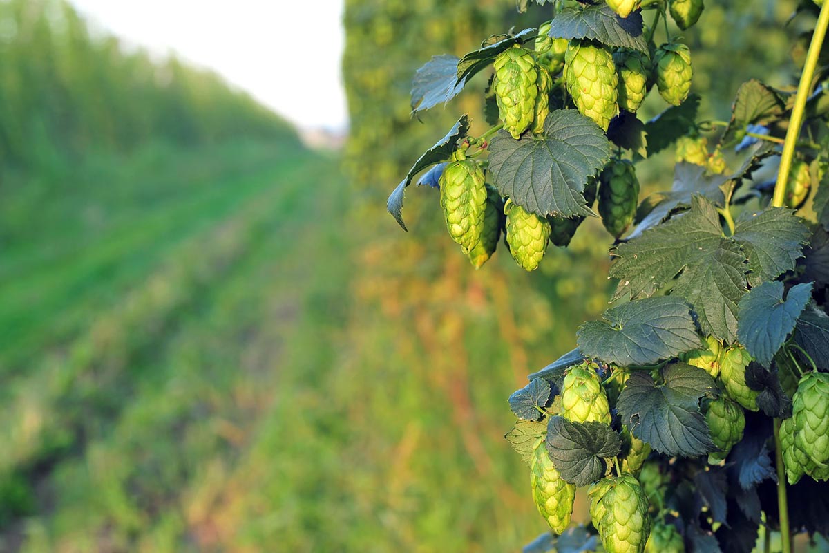 Green hops in the hop field