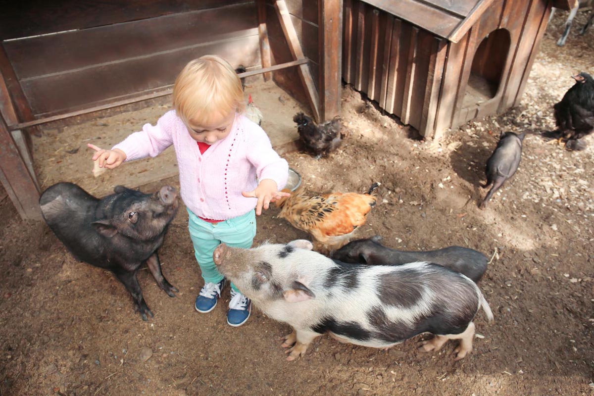Pigs and chickens in the petting zoo