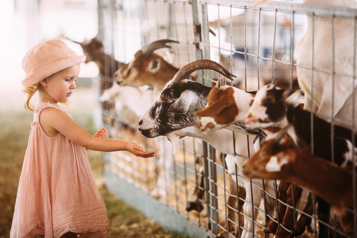 Young girl feeding the goats