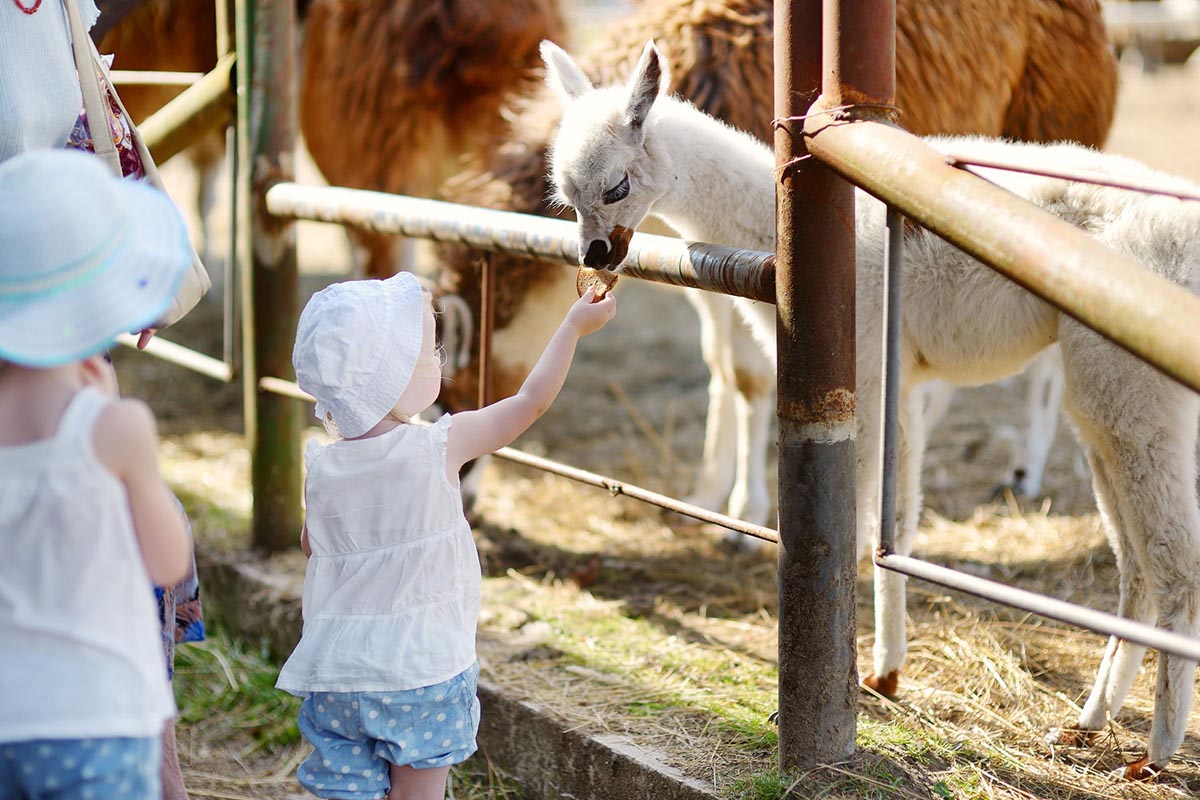 Young girl feeding a baby llama